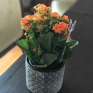 Meet your Posher, Lillian